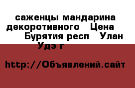 саженцы мандарина декоротивного › Цена ­ 350 - Бурятия респ., Улан-Удэ г.  »    